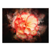 Impression Photo Couleur de fleur de Begonia - bb3 (Devant)