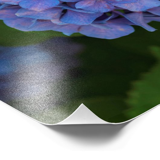 Impression Photo Couleurs Bleues - L'Hydrangée Bleue (Coin)