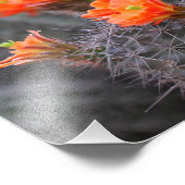 Impression Photo Couleurs des fleurs de cactus du désert (Coin)