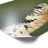 Impression Photo Couleuvre à collier (Coin)