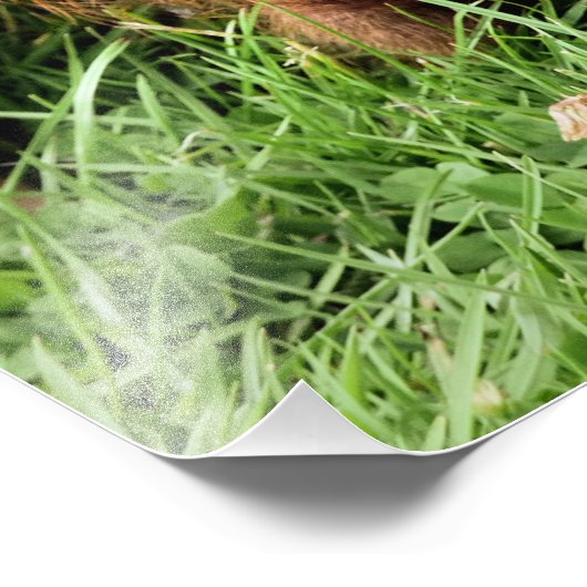 IMPRESSION PHOTO COUPER (Coin)