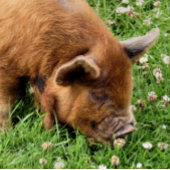 IMPRESSION PHOTO COUPER