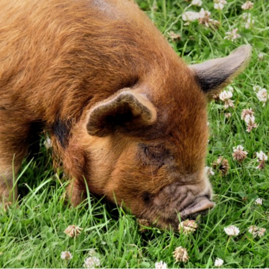 IMPRESSION PHOTO COUPER