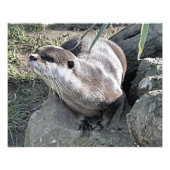IMPRESSION PHOTO COUPER OTTER (Devant)