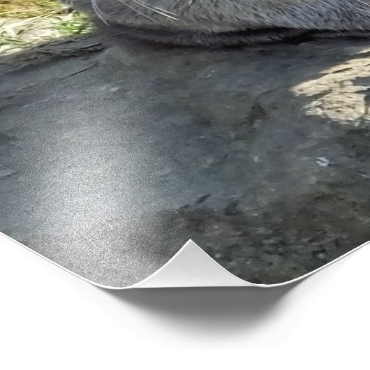 IMPRESSION PHOTO COUPER OTTER (Coin)