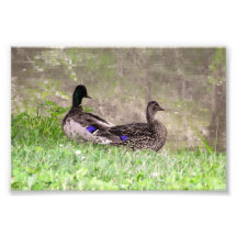 Couple de canards colverts à l'étang