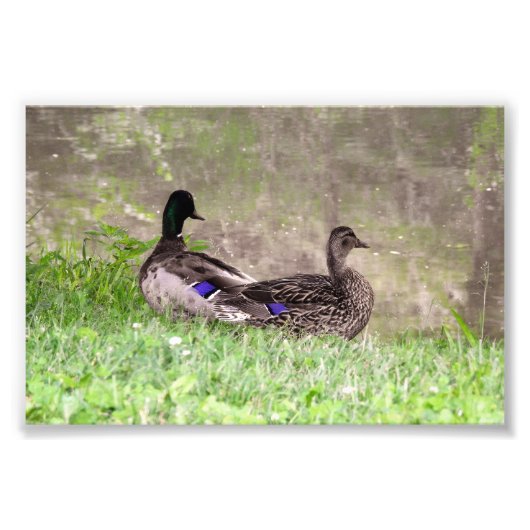 Impression Photo Couple de canards colverts à l'étang (Devant)