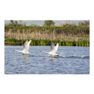 Impression Photo Couple de cygnes de la toundra décolle pour