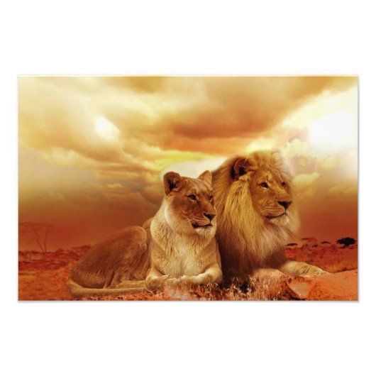 Impression Photo Couple de lions dans le safari (Devant)