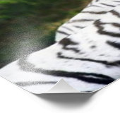 Impression Photo couple de tigres (Coin)