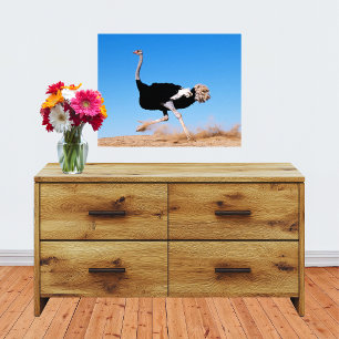 Impression Photo Courir Autruche Courir 20x16