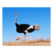 Impression Photo Courir Autruche Courir 20x16 (Devant)