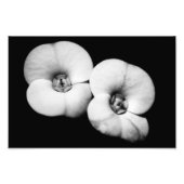 Impression Photo couronne d'épines (Devant)