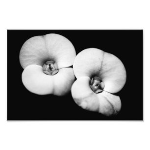 Impression Photo couronne d'épines