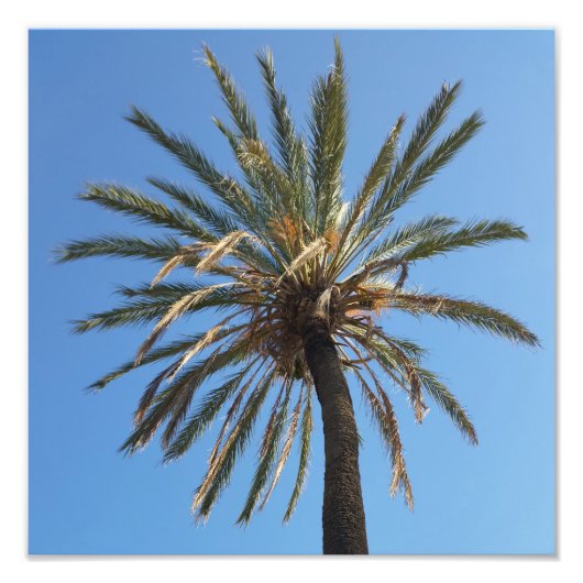 Impression Photo couronne d'un palmier (Devant)