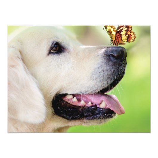 Impression Photo Coussin décoratif Labrador et papillon (Devant)