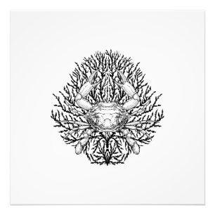 Impression Photo Crabe