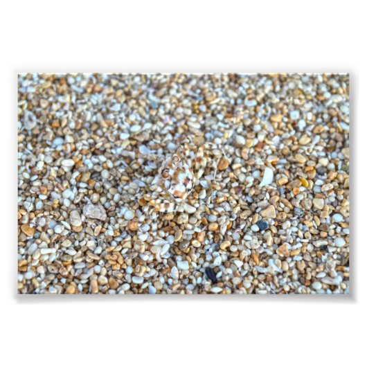 Impression Photo Crabe fantôme Camouflé sur une plage de Kauai, Haw (Devant)