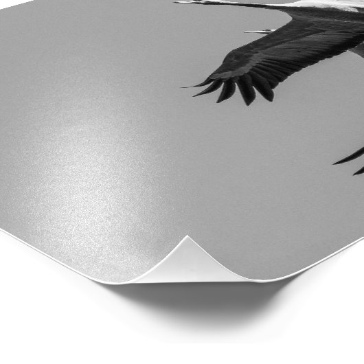 Impression Photo Cranes (Coin)