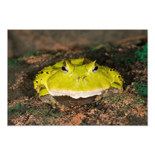 Impression Photo Crapaud cornu du Brésil, Ceratophrys cornuta, 2 (Devant)