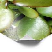 Impression Photo Crassula ovata (Coin)