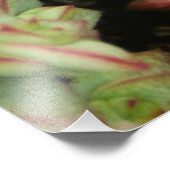 Impression Photo Crassula perforata (Coin)