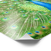 Impression Photo Crochet de paon (Coin)