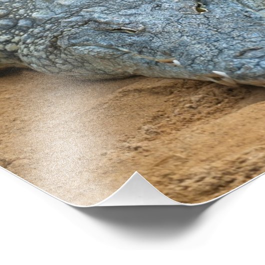 Impression Photo Crocodile (Coin)