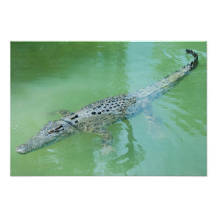 Impression Photo Crocodile d'eau de mer en Australie