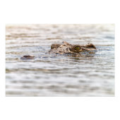 Impression Photo Crocodile du Nil (Devant)