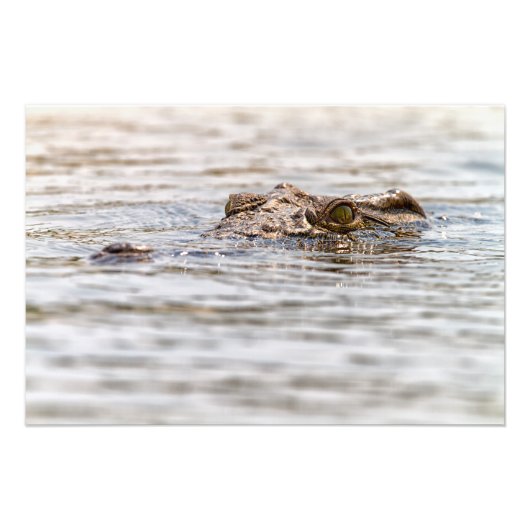 Impression Photo Crocodile du Nil (Devant)