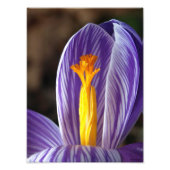 Impression Photo Crocus Blossom - Beaux-Arts (Devant)
