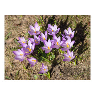 Impression Photo Crocus de printemps mignons