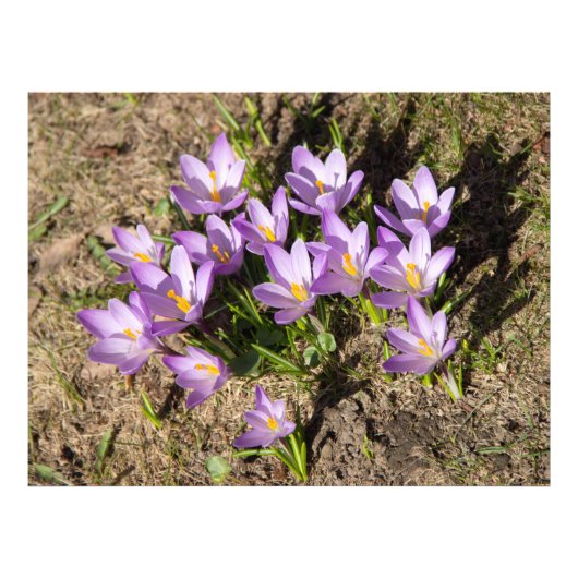 Impression Photo Crocus de printemps mignons (Devant)