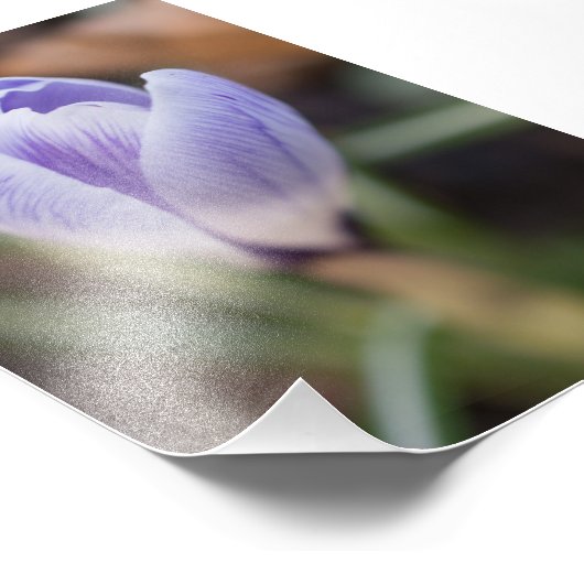 Impression Photo Crocus non ouvert (Coin)
