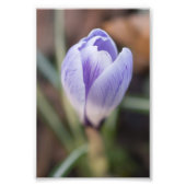 Impression Photo Crocus non ouvert (Devant)