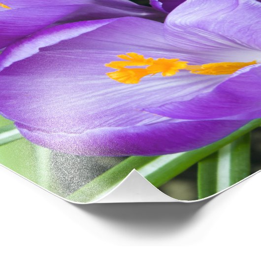 Impression Photo Crocus pourpre fleurit dans le jardin (Coin)
