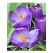 Impression Photo Crocus pourpre fleurit dans le jardin (Devant)