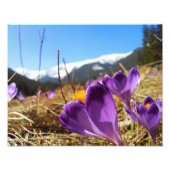 Impression Photo Crocus, Tatras (Devant)