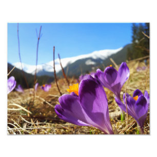 Impression Photo Crocus, Tatras