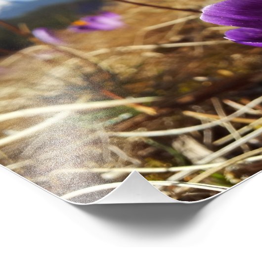 Impression Photo Crocus, Tatras (Coin)