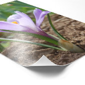 Impression Photo Crocus Vernus rose violet (Coin)
