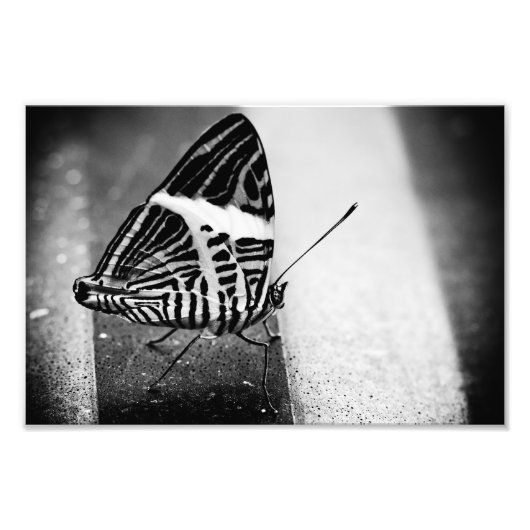 Impression Photo croisement papillon (Devant)