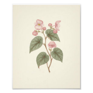 Impression Photo Croquis Botanique Ancien Vintage Begonia Rose