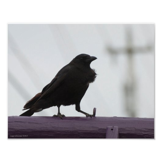 Impression Photo Crow 11X14 sur violet (Devant)