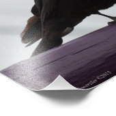 Impression Photo Crow 11X14 sur violet (Coin)