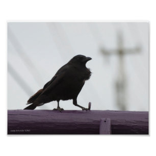 Impression Photo Crow 8X10 sur violet