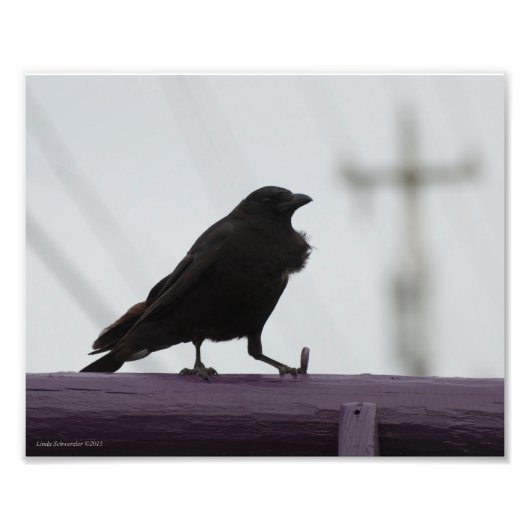 Impression Photo Crow 8X10 sur violet (Devant)