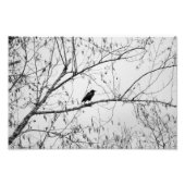 Impression Photo Crow dans un Birch Tree (Devant)