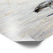 Impression Photo Crystal Cove State Park (Coin)